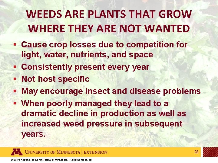 WEEDS ARE PLANTS THAT GROW WHERE THEY ARE NOT WANTED § Cause crop losses