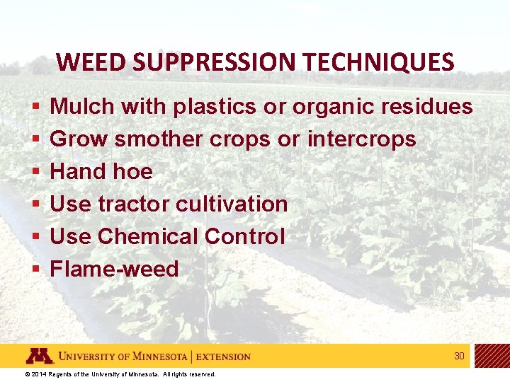 WEED SUPPRESSION TECHNIQUES § § § Mulch with plastics or organic residues Grow smother