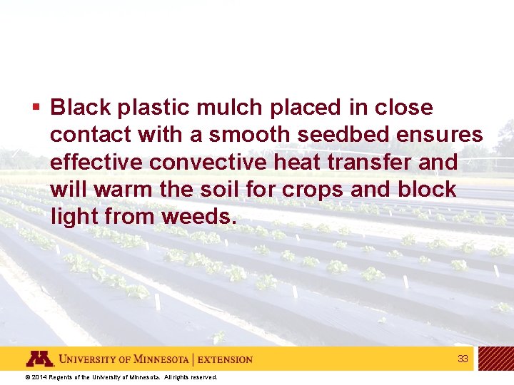 § Black plastic mulch placed in close contact with a smooth seedbed ensures effective