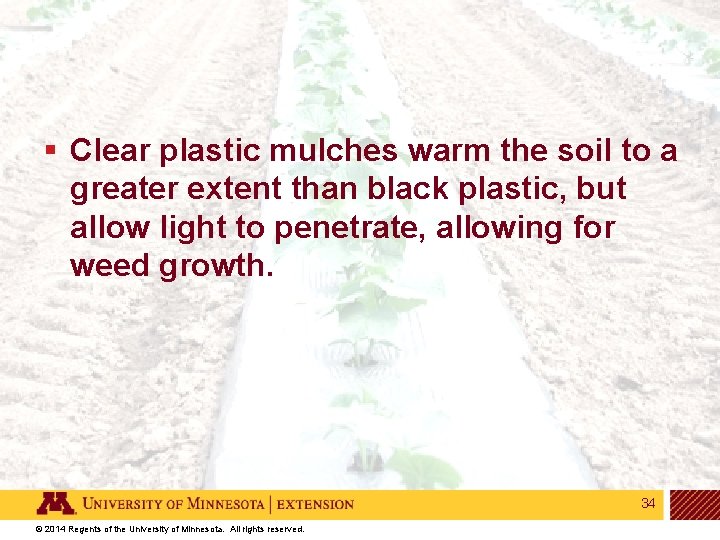 § Clear plastic mulches warm the soil to a greater extent than black plastic,