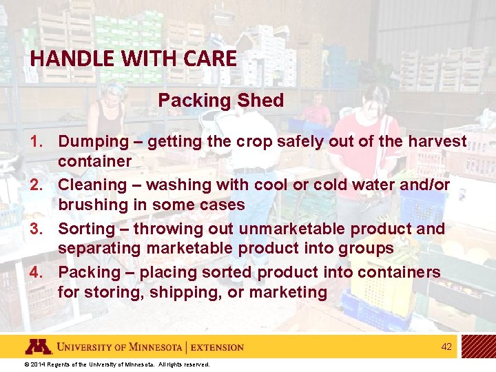 HANDLE WITH CARE Packing Shed 1. Dumping – getting the crop safely out of