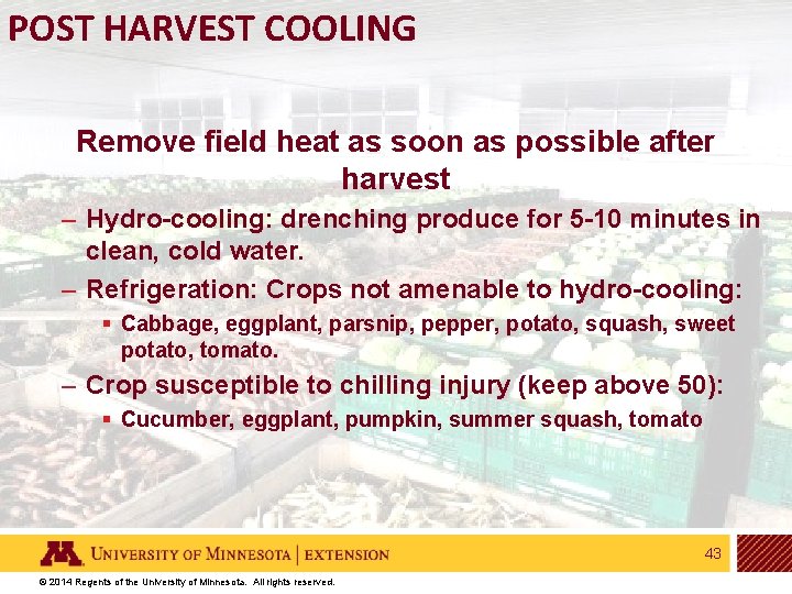 POST HARVEST COOLING Remove field heat as soon as possible after harvest – Hydro-cooling: