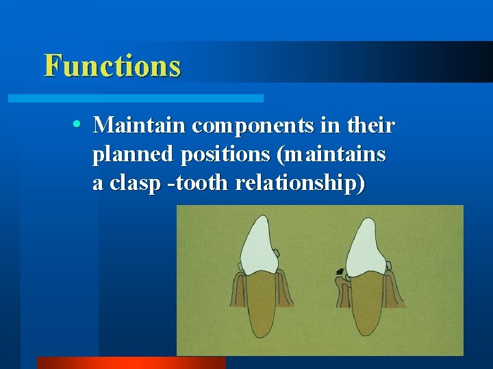 Functions Maintain components in their planned positions (maintains a clasp -tooth relationship) 