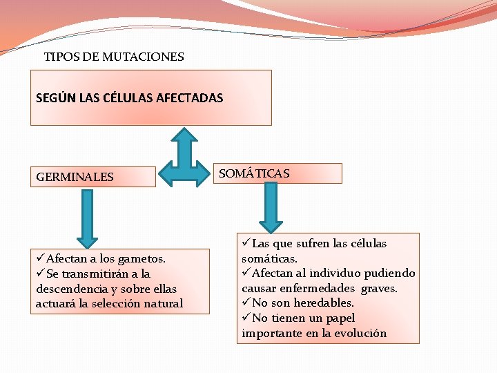 TIPOS DE MUTACIONES SEGÚN LAS CÉLULAS AFECTADAS GERMINALES üAfectan a los gametos. üSe transmitirán