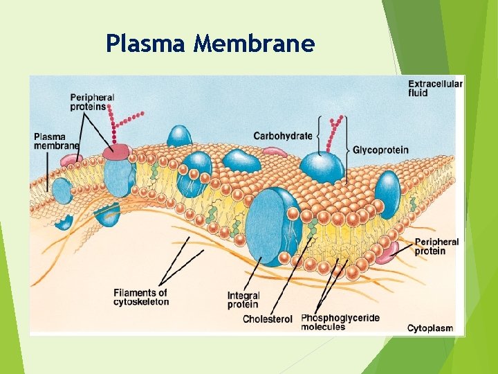 Plasma Membrane 