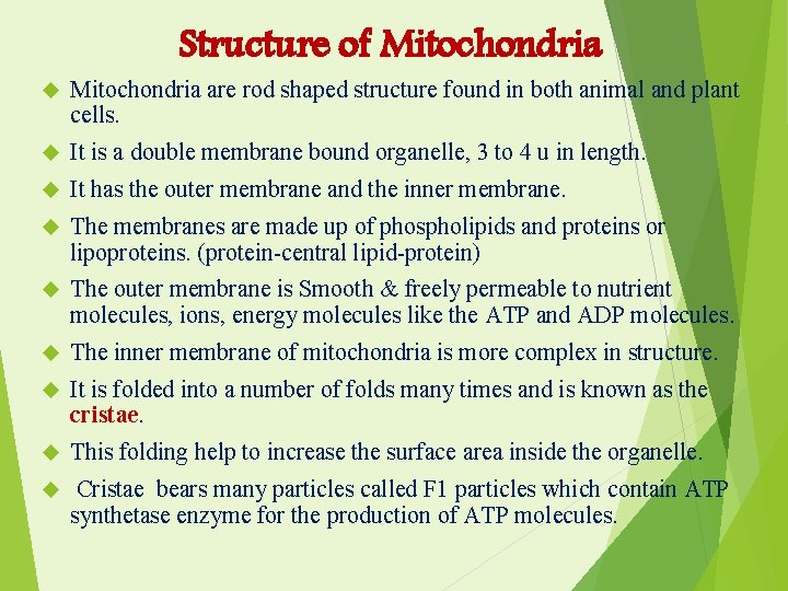 Structure of Mitochondria are rod shaped structure found in both animal and plant cells.