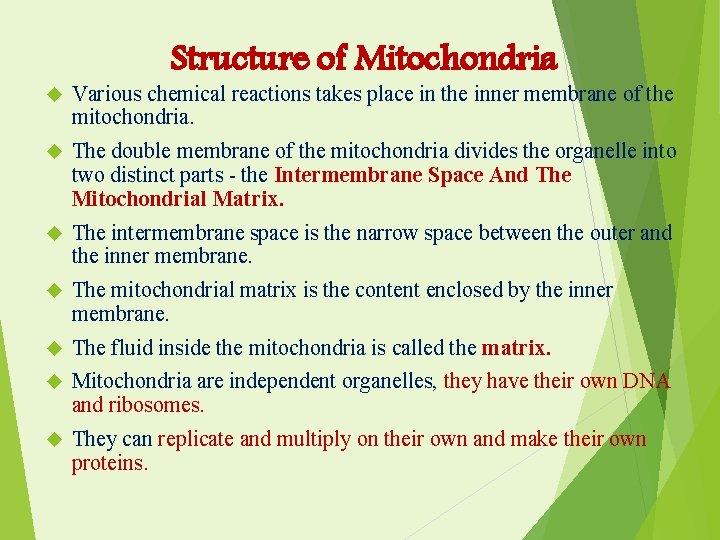 Structure of Mitochondria Various chemical reactions takes place in the inner membrane of the