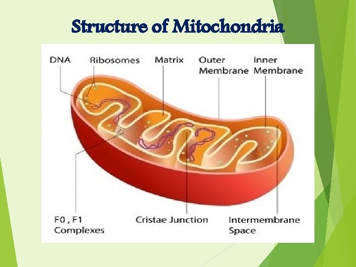 Structure of Mitochondria 