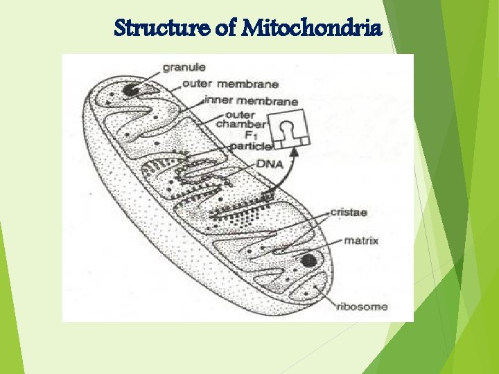 Structure of Mitochondria 