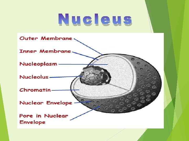 Nucleus 