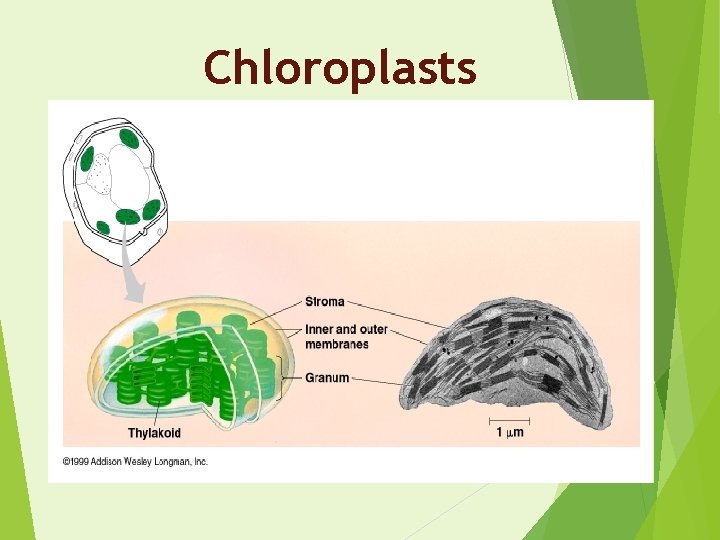 Chloroplasts 