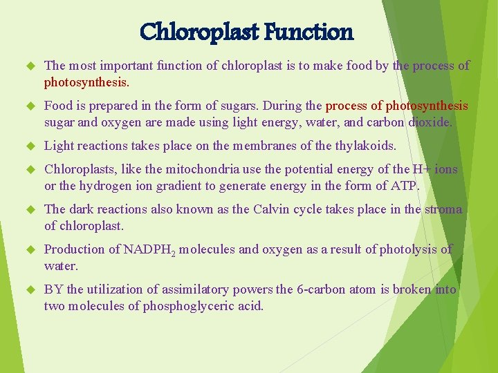 Chloroplast Function The most important function of chloroplast is to make food by the