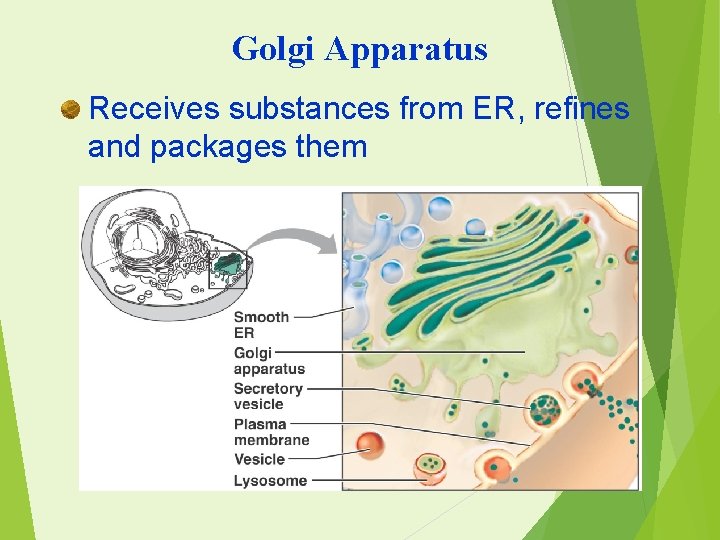 Golgi Apparatus Receives substances from ER, refines and packages them 