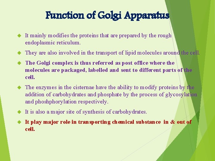 Function of Golgi Apparatus It mainly modifies the proteins that are prepared by the
