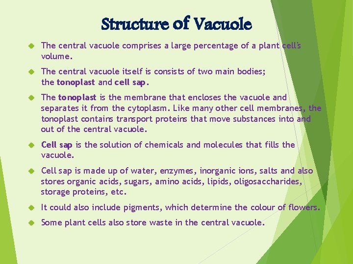 Structure of Vacuole The central vacuole comprises a large percentage of a plant cell's