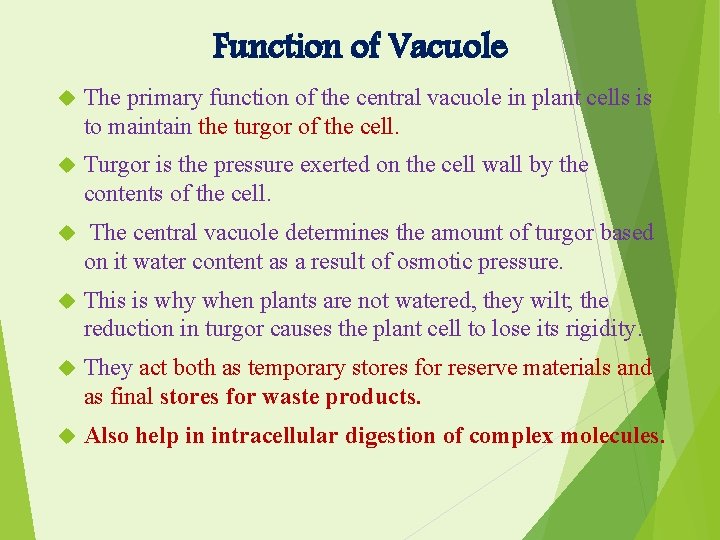 Function of Vacuole The primary function of the central vacuole in plant cells is