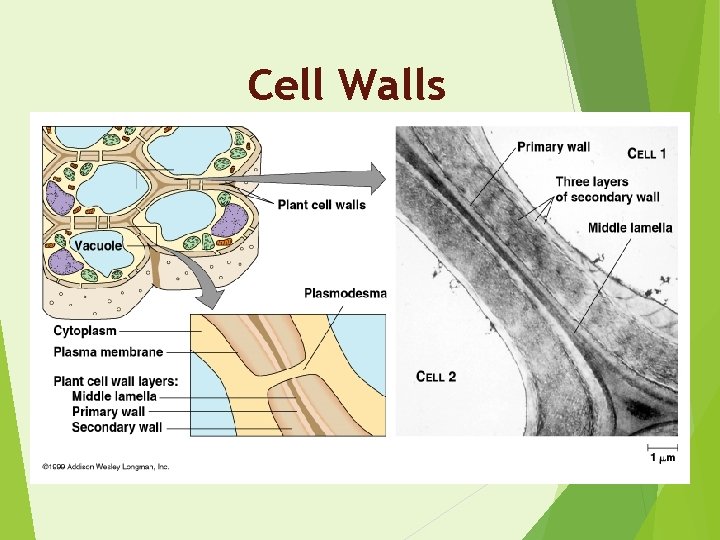 Cell Walls 