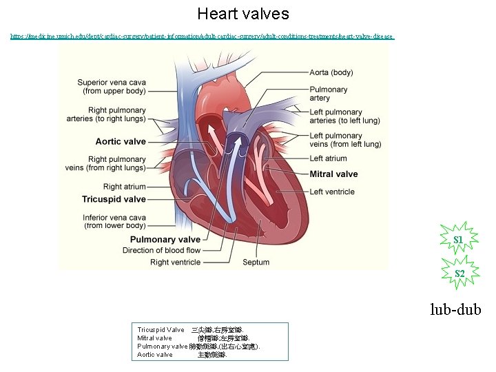 Heart valves https: //medicine. umich. edu/dept/cardiac-surgery/patient-information/adult-cardiac-surgery/adult-conditions-treatments/heart-valve-disease S 1 S 2 lub-dub Tricuspid Valve 三尖瓣,