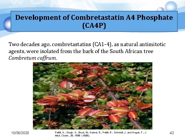 Development of Combretastatin A 4 Phosphate (CA 4 P) Two decades ago, combretastatins (CA