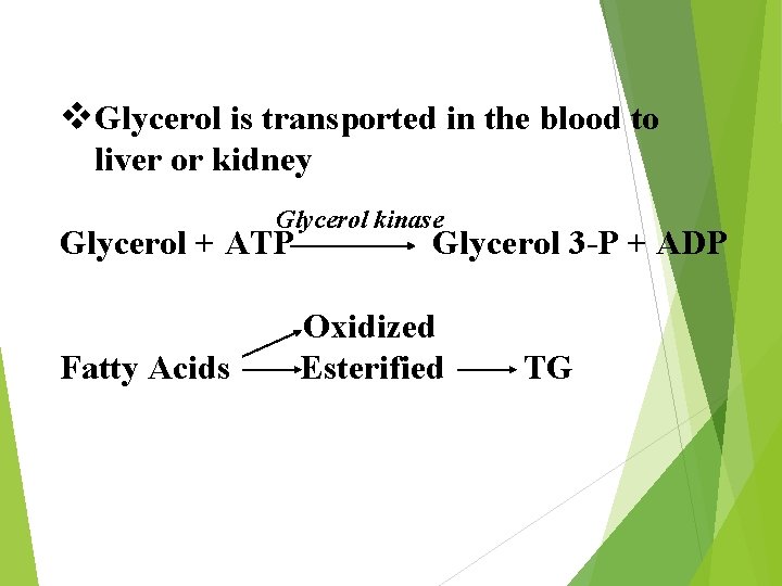 v. Glycerol is transported in the blood to liver or kidney Glycerol kinase Glycerol