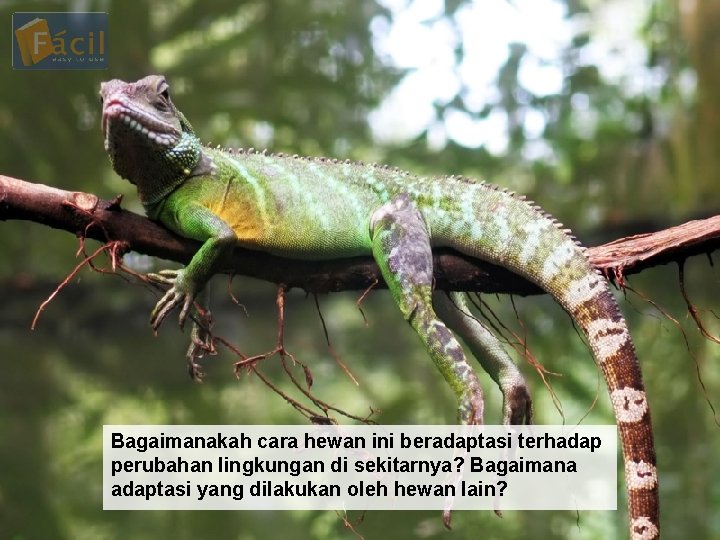 Bagaimanakah cara hewan ini beradaptasi terhadap perubahan lingkungan di sekitarnya? Bagaimana adaptasi yang dilakukan