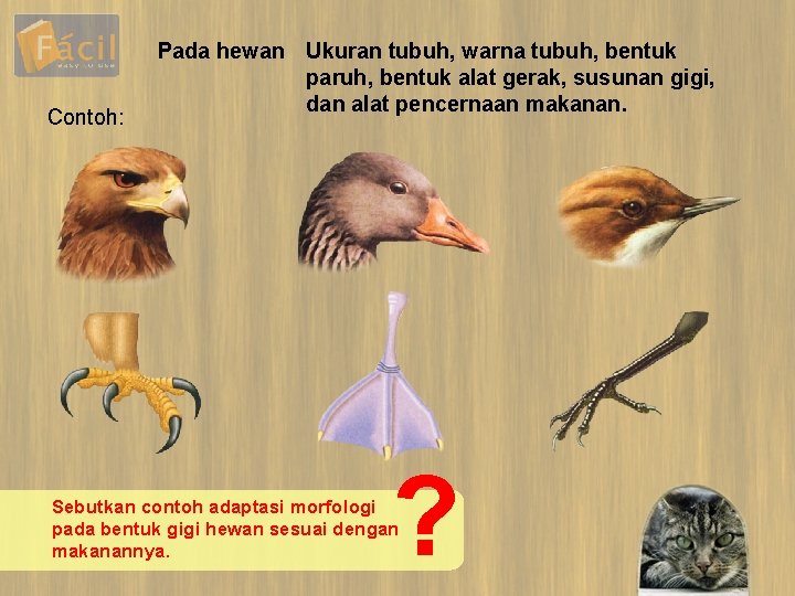 Contoh: Pada hewan Ukuran tubuh, warna tubuh, bentuk paruh, bentuk alat gerak, susunan gigi,