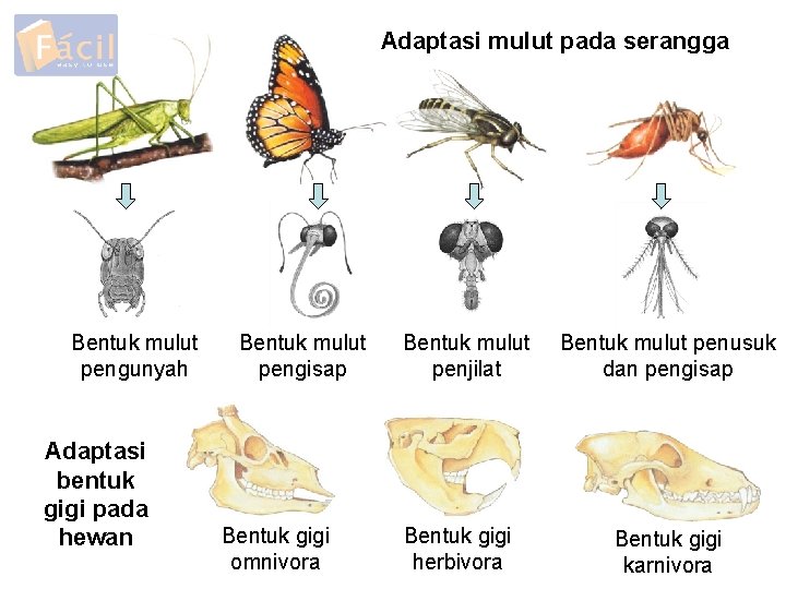 Adaptasi mulut pada serangga Bentuk mulut pengunyah Adaptasi bentuk gigi pada hewan Bentuk mulut