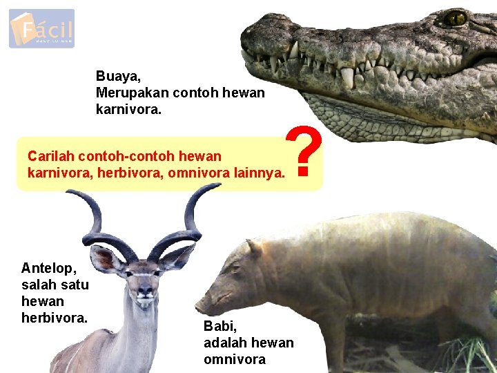 Buaya, Merupakan contoh hewan karnivora. ? Carilah contoh-contoh hewan karnivora, herbivora, omnivora lainnya. Antelop,