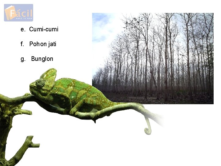 e. Cumi-cumi f. Pohon jati g. Bunglon 