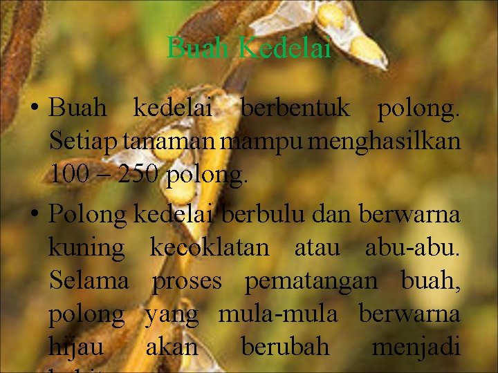 Buah Kedelai • Buah kedelai berbentuk polong. Setiap tanaman mampu menghasilkan 100 – 250