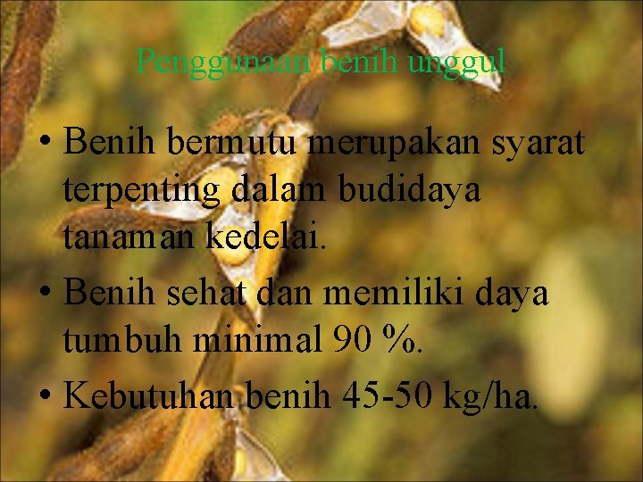 Penggunaan benih unggul • Benih bermutu merupakan syarat terpenting dalam budidaya tanaman kedelai. •