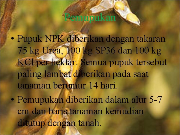 Pemupukan • Pupuk NPK diberikan dengan takaran 75 kg Urea, 100 kg SP 36