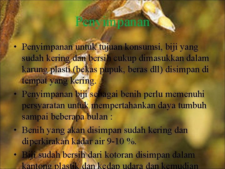 Penyimpanan • Penyimpanan untuk tujuan konsumsi, biji yang sudah kering dan bersih cukup dimasukkan