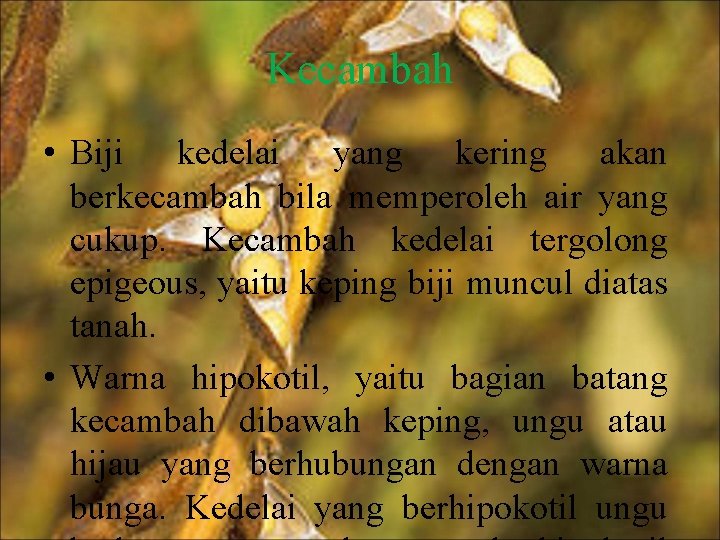 Kecambah • Biji kedelai yang kering akan berkecambah bila memperoleh air yang cukup. Kecambah