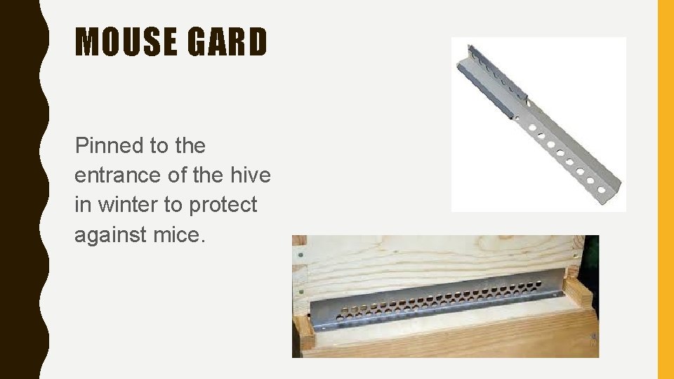MOUSE GARD Pinned to the entrance of the hive in winter to protect against