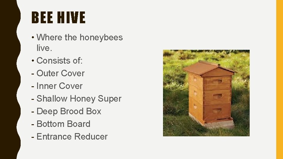 BEE HIVE • Where the honeybees live. • Consists of: - Outer Cover -