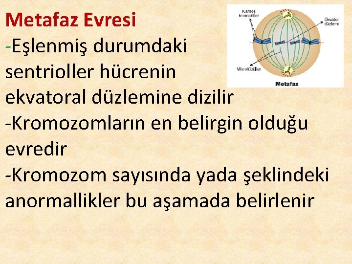 Metafaz Evresi -Eşlenmiş durumdaki sentrioller hücrenin ekvatoral düzlemine dizilir -Kromozomların en belirgin olduğu evredir