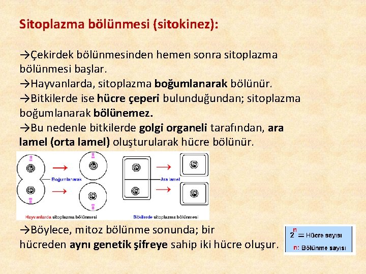 Sitoplazma bölünmesi (sitokinez): →Çekirdek bölünmesinden hemen sonra sitoplazma bölünmesi başlar. →Hayvanlarda, sitoplazma boğumlanarak bölünür.