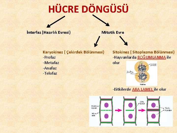 HÜCRE DÖNGÜSÜ İnterfaz (Hazırlık Evresi) Mitotik Evre Karyokinez ( Çekirdek Bölünmesi) -Profaz -Metafaz -Anafaz