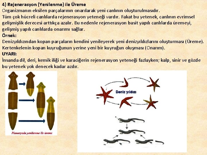 4) Rejenerasyon (Yenilenme) ile Üreme Organizmanın eksilen parçalarının onarılarak yeni canlının oluşturulmasıdır. Tüm çok