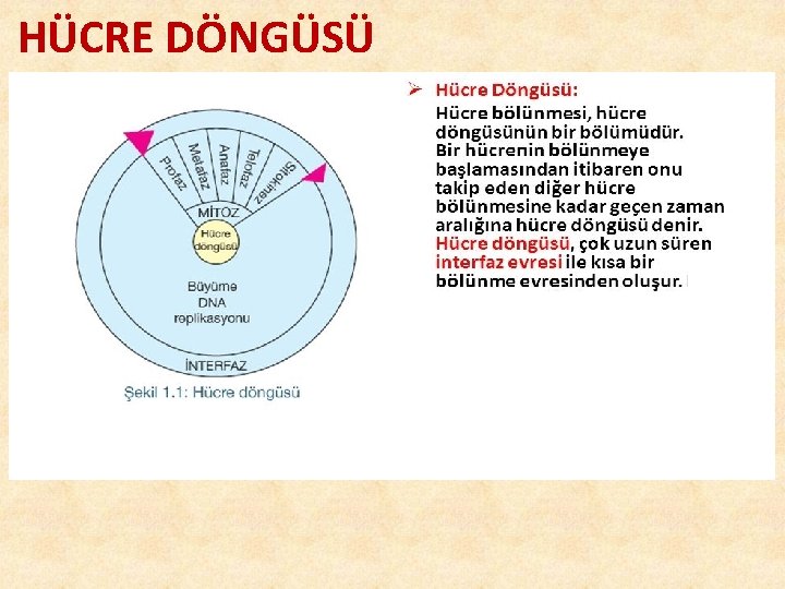 HÜCRE DÖNGÜSÜ 