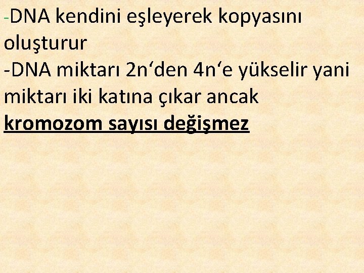 -DNA kendini eşleyerek kopyasını oluşturur -DNA miktarı 2 n‘den 4 n‘e yükselir yani miktarı