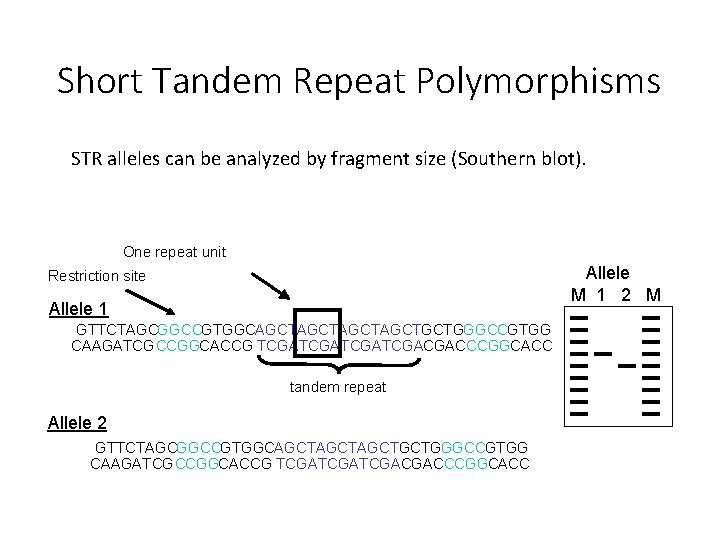 Short Tandem Repeat Polymorphisms STR alleles can be analyzed by fragment size (Southern blot).