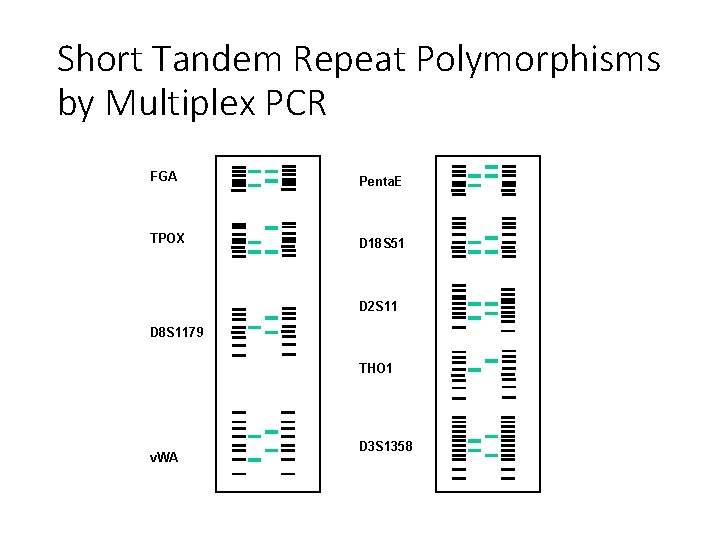 Short Tandem Repeat Polymorphisms by Multiplex PCR FGA Penta. E TPOX D 18 S