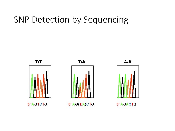 SNP Detection by Sequencing T/T 5′ AGTCTG T/A 5′ AG(T/A)CTG A/A 5′ AGACTG 