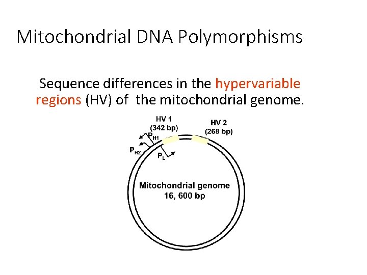 Mitochondrial DNA Polymorphisms Sequence differences in the hypervariable regions (HV) of the mitochondrial genome.