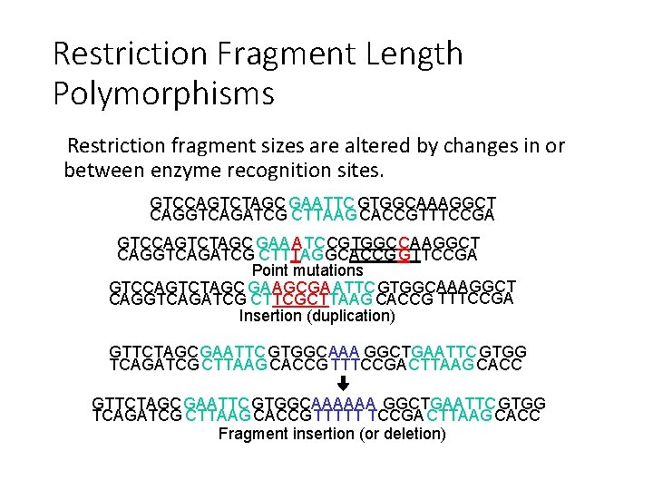 Restriction Fragment Length Polymorphisms Restriction fragment sizes are altered by changes in or between
