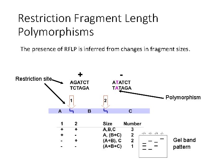 Restriction Fragment Length Polymorphisms The presence of RFLP is inferred from changes in fragment