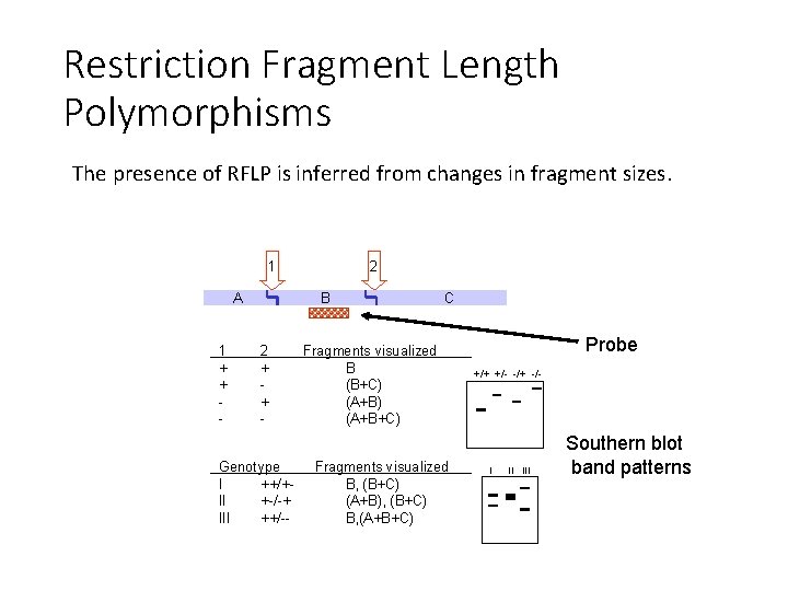Restriction Fragment Length Polymorphisms The presence of RFLP is inferred from changes in fragment