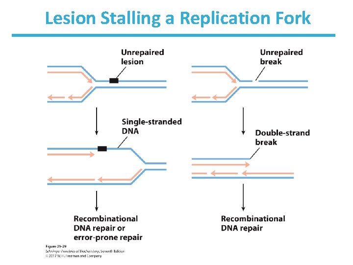 Lesion Stalling a Replication Fork 